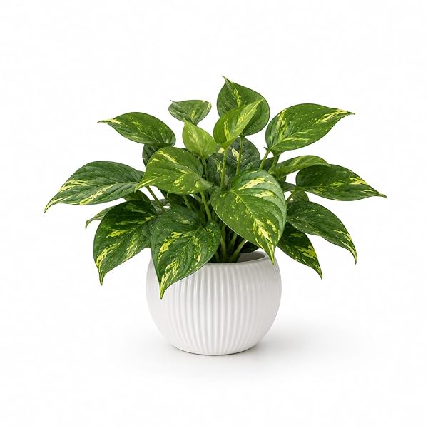 GROWSHIP Premium Artificial Money Plant with White Apple Pot for Home Decor | Golden Potho Amazon sale