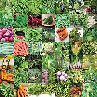 UGAOO Indian Vegetable Seeds Bank For Home Garden 50 Varieties - 2255 Seeds Amazon sale