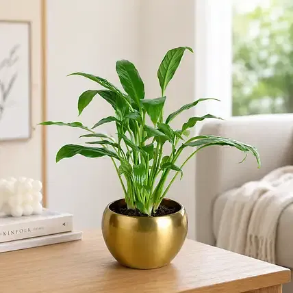 FNP Live Peace Lily Plant in Gold Pot
