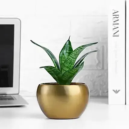 FNP Live Snake Plant in Gold Pot