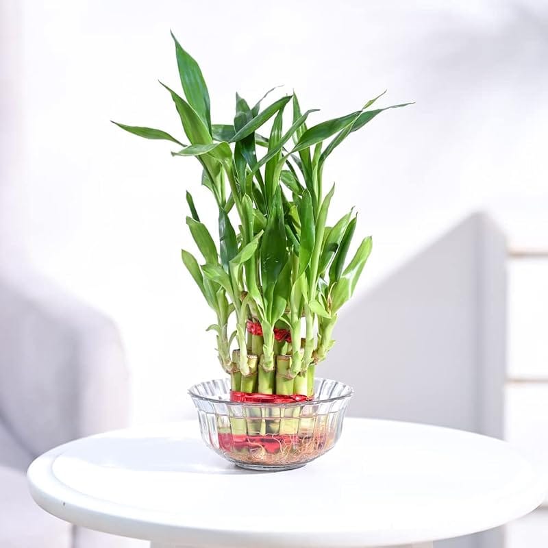 FNP 2 Layer Lucky Bamboo Plant for Dad