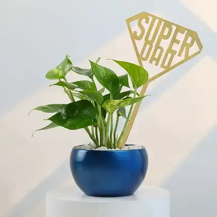 FNP Money Plant in Cool Blue Pot for Super Dad
