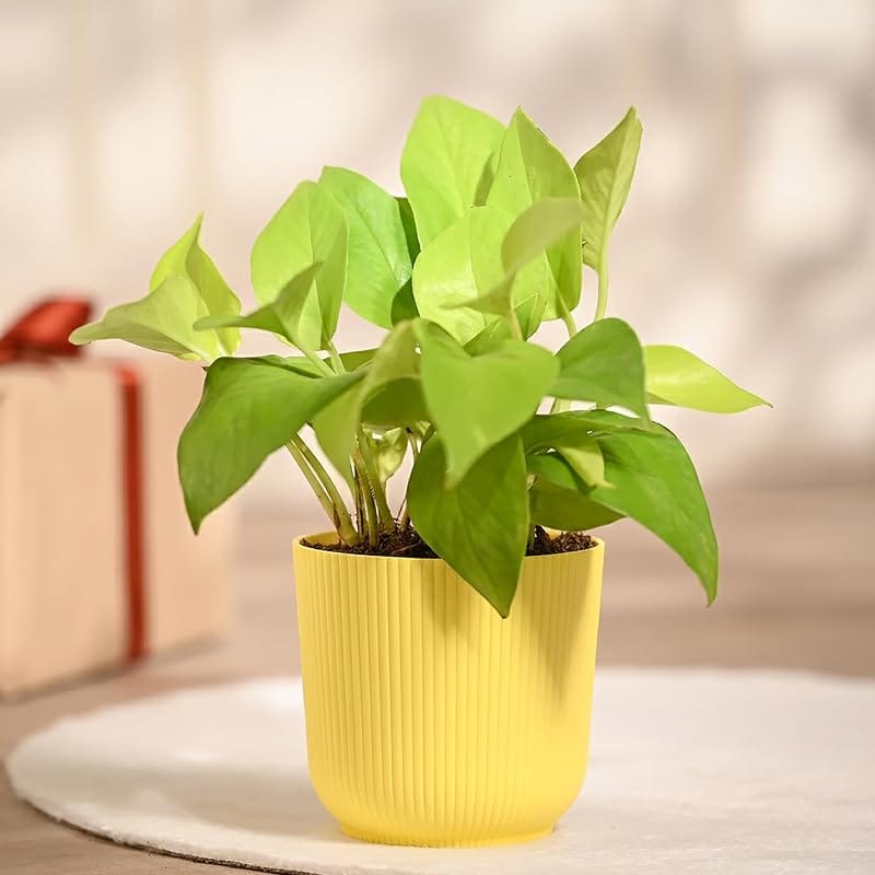 FNP Money Plant Golden Pothos in White Pot
