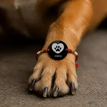 Personalised Pet Name Rakhi for Dogs and Cats FNP sale