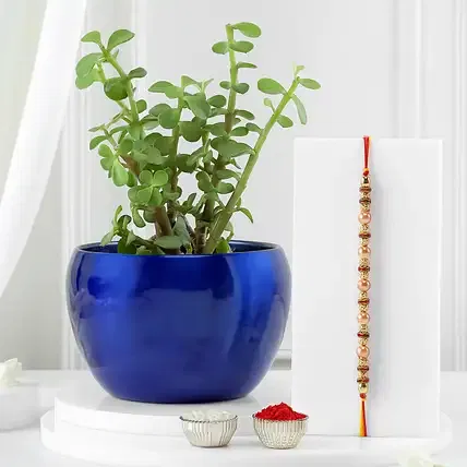 Lush Jade Plant with Pearl Rakhi Duo FNP sale