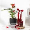 IGP Anthurium Plant with Jasmine Candle