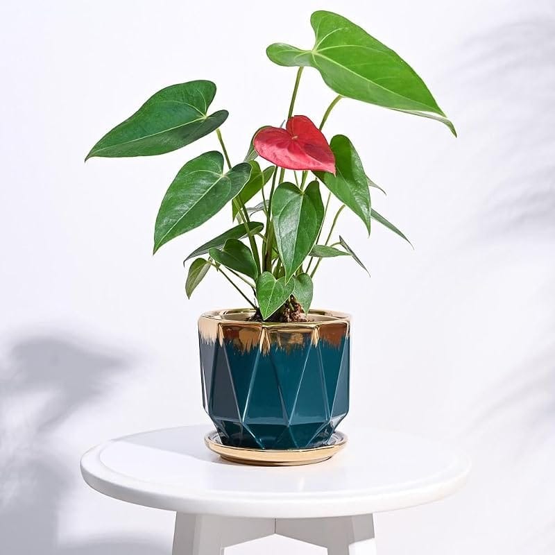Money Plant in Ceramic Pot from FNP