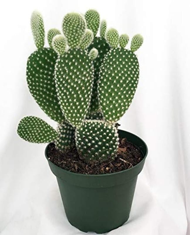 FNP Mini Cactus in Ceramic Pot Birthday Gift Under ₹499