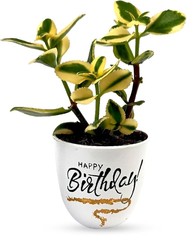 FNP Jade Succulent Plant Birthday Combo Under ₹999